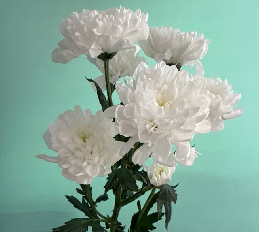 Хризантема белая (Алтай)