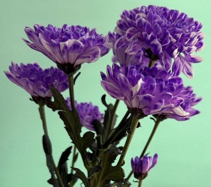 Хризантема фиолетовая (Алтай)