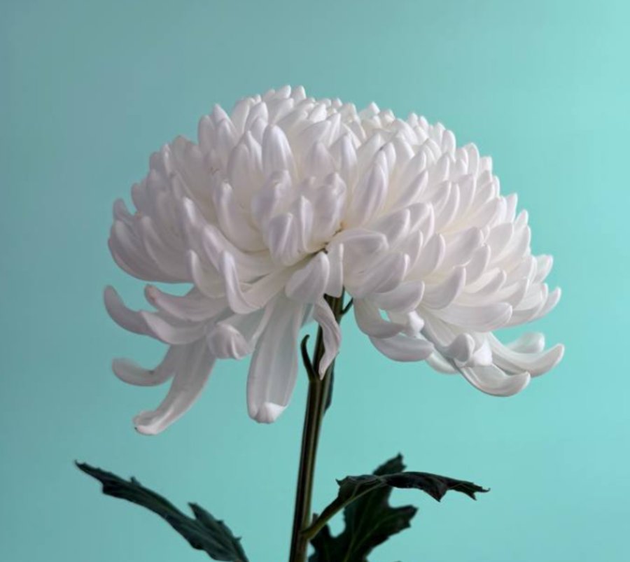 Хризантема белая (Одноголовая)