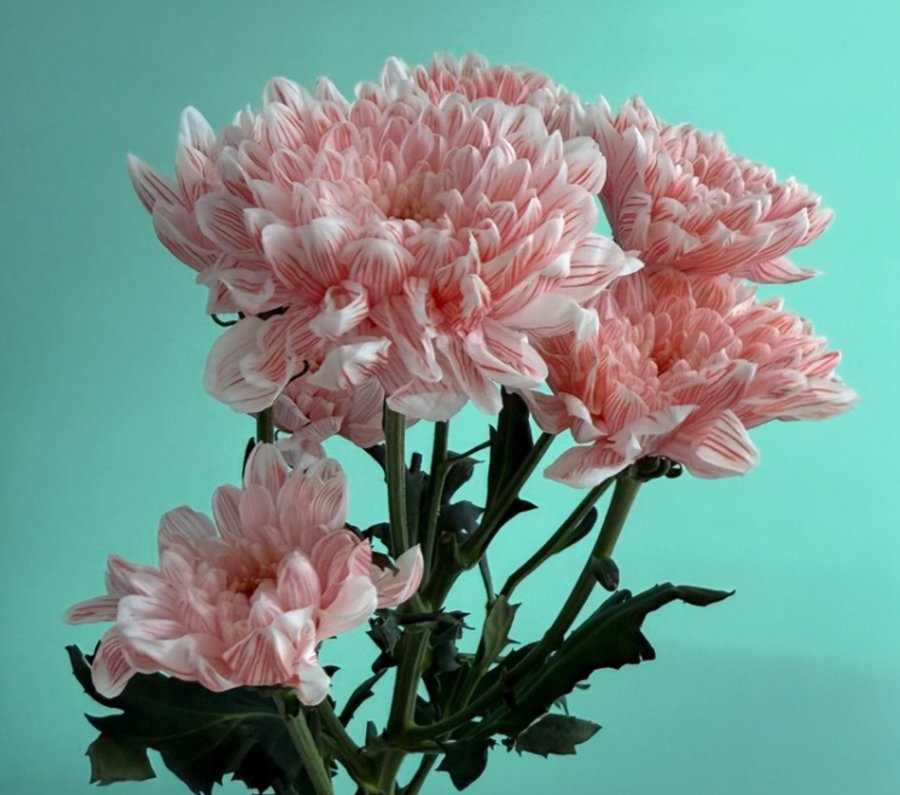 Хризантема персиковая (Алтай)