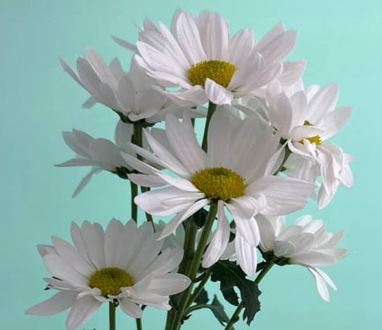 Хризантема белая (Ромашковая)