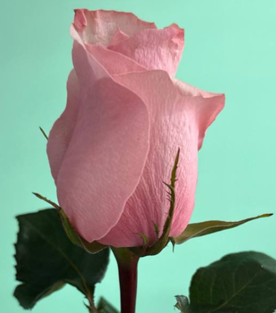 Роза розовая (Би Свит)