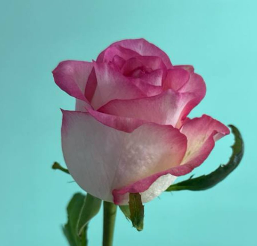 Роза бело-красная (Джумилия)