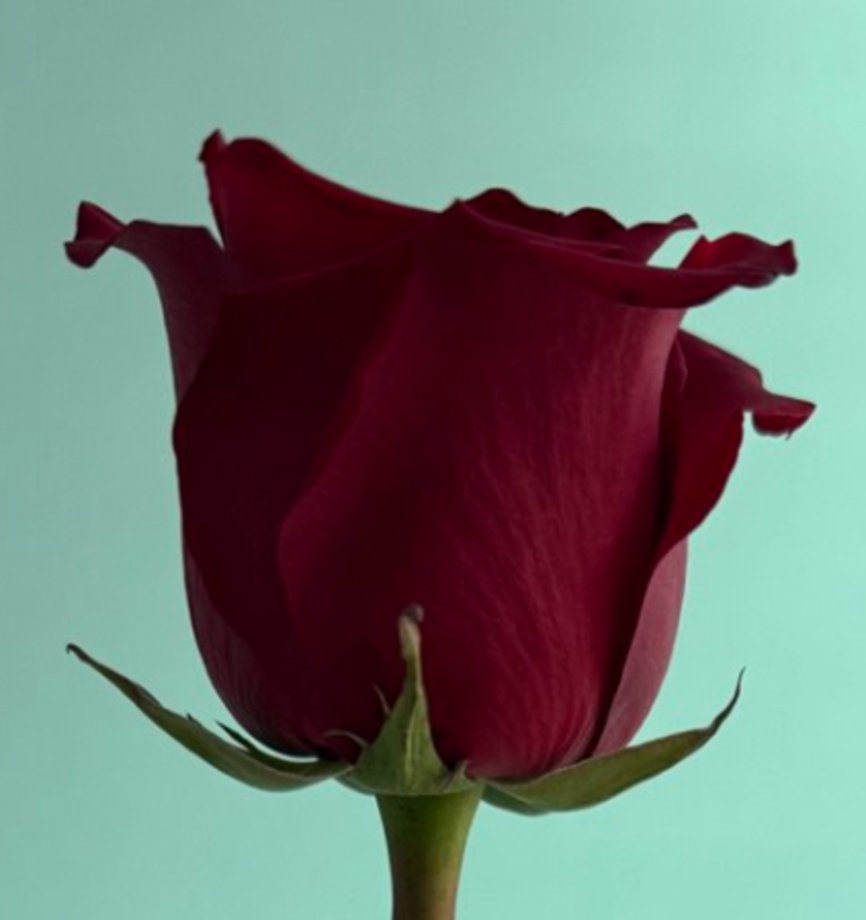 Роза красная (Эксплорер)